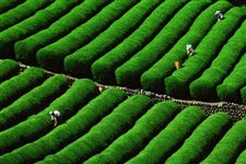 花茶飘香，政策、标准助推亳州花茶产业发展进入“快车道”