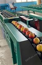 小型水果选果机 苹果梨桃子石榴猕猴桃分拣设备 水果克重分选机